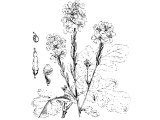 Mustard (Sinapis nigra), which grows very tall in Palestine. - cf Mt.13.31-32, Mk.4.30-32, Lk.13.18-19.